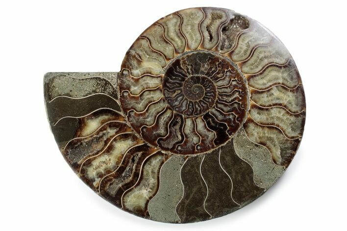 Cut & Polished Ammonite Fossil (Half) - Madagascar #362411